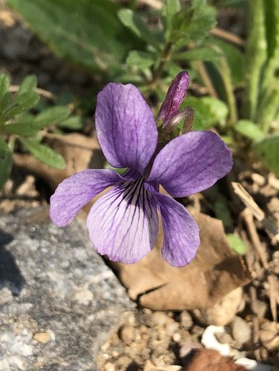 Viola phalacrocarpa, photographed by mister_bumble