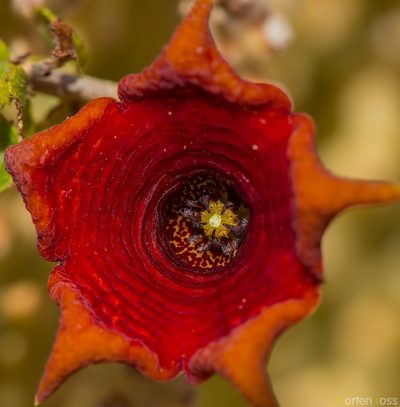 Monolluma socotrana, photographed by Morten Ross