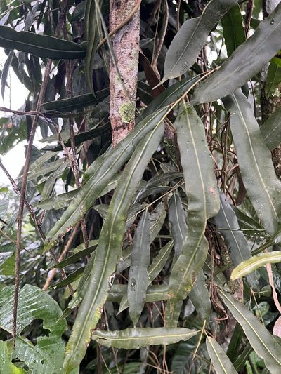 Salpichlaena volubilis, photographed by Nicolás Baresch Uribe