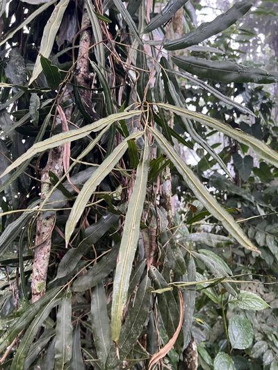 Salpichlaena volubilis, photographed by Nicolás Baresch Uribe