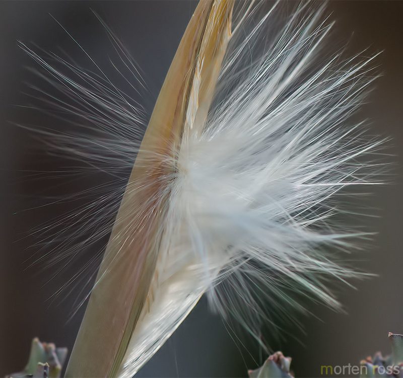 Monolluma socotrana, photographed by Morten Ross