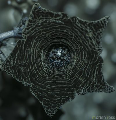 Monolluma socotrana, photographed by Morten Ross