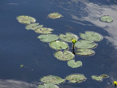 Nuphar pumila, photographed by Grzegorz Grzejszczak