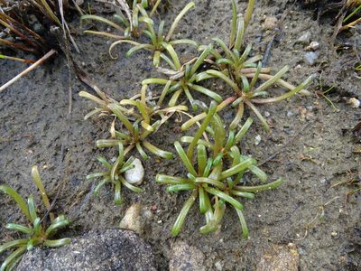 Lobelia dortmanna, photographed by Grzegorz Grzejszczak