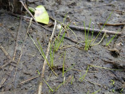 Eleocharis acicularis, photographed by Grzegorz Grzejszczak