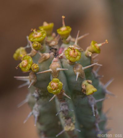 Euphorbia spiralis, photographed by Morten Ross