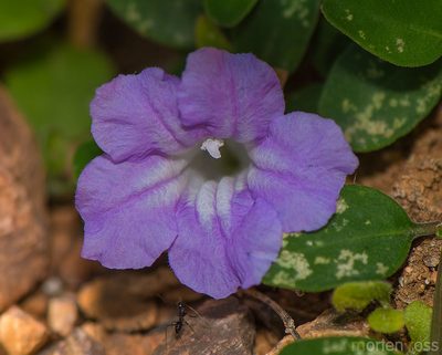 Ruellia insignis, photographed by Morten Ross