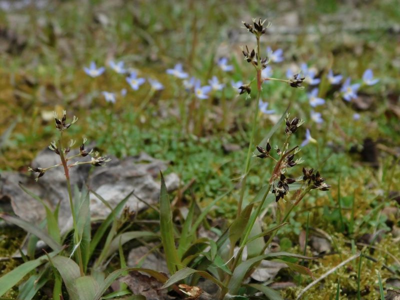 Luzula echinata, photographed by Michael J. Papay