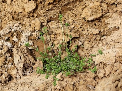 Stellaria apetala, photographed by Юрий Данилевский (Yuriy Danilevsky)