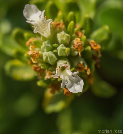 Teucrium socotranum, photographed by Morten Ross