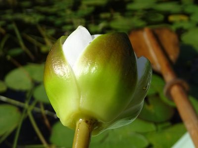 Nymphaea candida, photographed by Grzegorz Grzejszczak