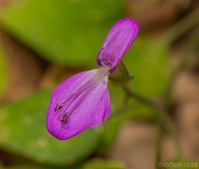 Dicliptera effusa, photographed by Morten Ross