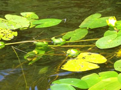 Nuphar pumila, photographed by Grzegorz Grzejszczak