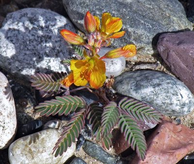 Hoffmannseggia trifoliata, photographed by Hugo Hulsberg