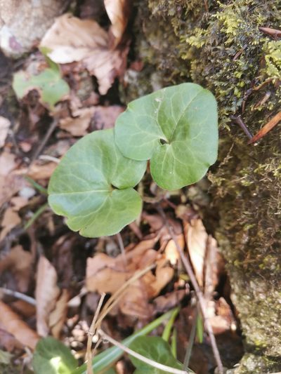 Asarum caucasicum, photographed by Ljaž