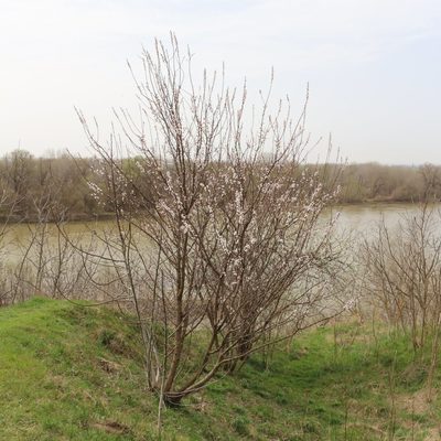 Prunus armeniaca, photographed by Юрий Данилевский (Yuriy Danilevsky)
