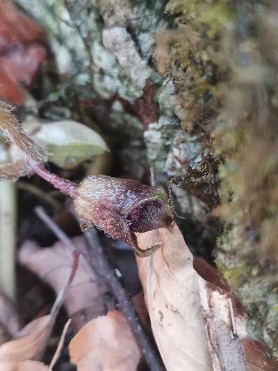 Asarum caucasicum, photographed by Ljaž