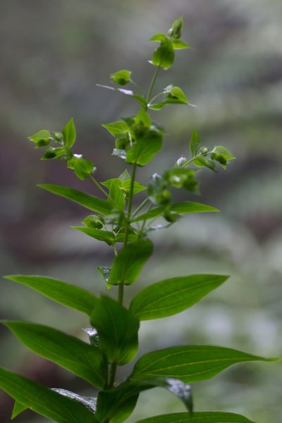 Ixanthus viscosus, photographed by Christina s.l.