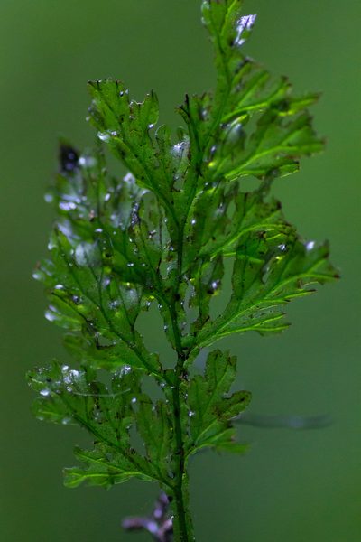 Vandenboschia speciosa, photographed by Christina s.l.