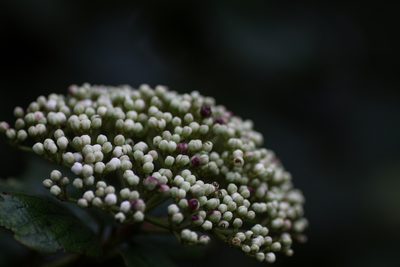 Viburnum rugosum, photographed by Christina s.l.