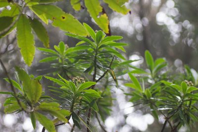 Euphorbia mellifera, photographed by Christina s.l.