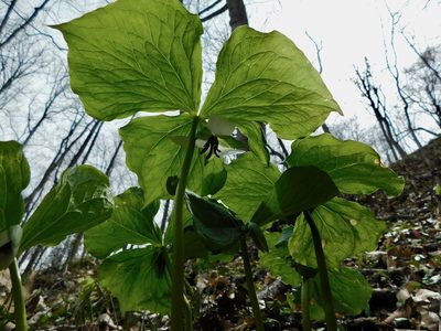 Trillium rugelii, photographed by Michael J. Papay