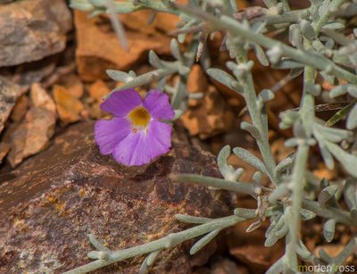 Campylanthus spinosus, photographed by Morten Ross
