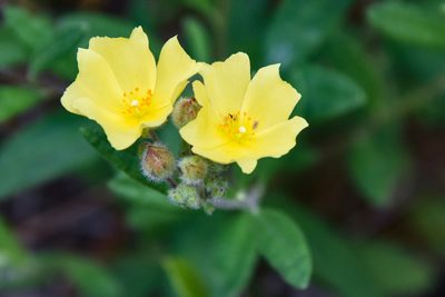 Crocanthemum corymbosum, photographed by Jay Pruett