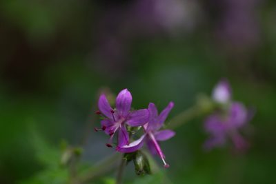 Geranium reuteri, photographed by Christina s.l.