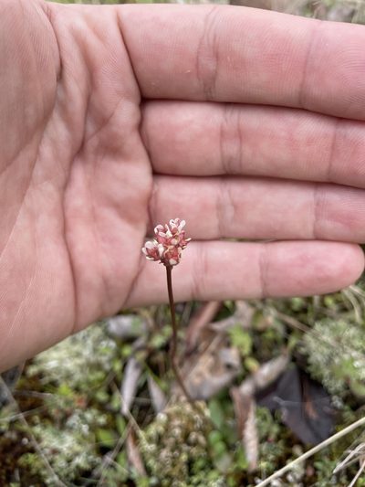 Micranthes texana, photographed by Brandon Wheeler