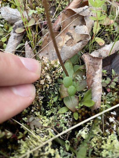Micranthes texana, photographed by Brandon Wheeler