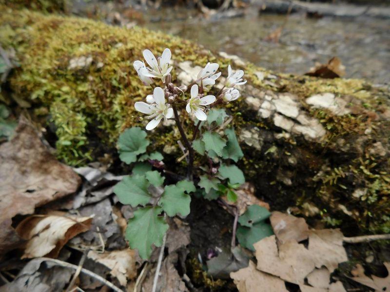 Cardamine flagellifera, photographed by Michael J. Papay