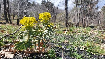 Euphorbia rigida, photographed by hecklemore