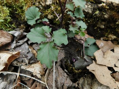 Cardamine flagellifera, photographed by Michael J. Papay