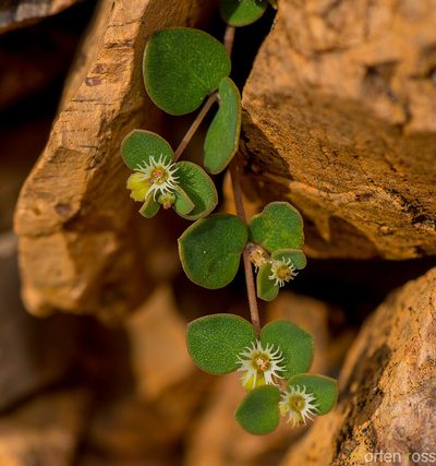 Euphorbia kischenensis, photographed by Morten Ross