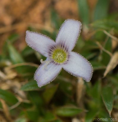 Oldenlandia pulvinata, photographed by Morten Ross