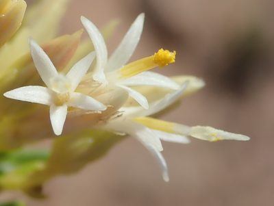 Pteronia teretifolia, photographed by Nicola van Berkel