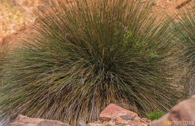 Juncus socotranus, photographed by Morten Ross