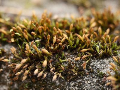 Orthotrichum anomalum, photographed by Alexis Tinker-Tsavalas