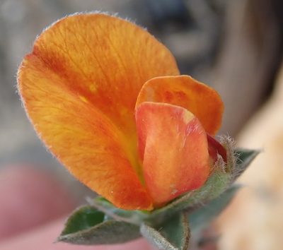 Argyrolobium pumilum, photographed by Nicola van Berkel