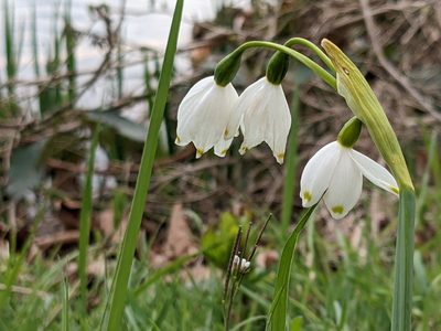 Leucojum aestivum, photographed by Pieter Huybrechts