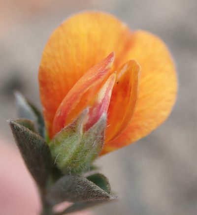 Argyrolobium pumilum, photographed by Nicola van Berkel