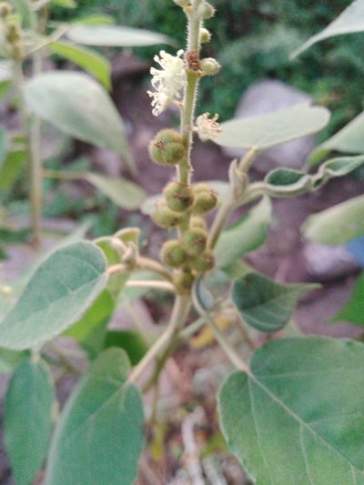 Croton gracilipes, photographed by Max Brujula