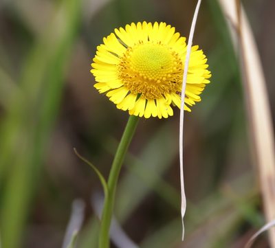 Helenium vernale, photographed by Lauren McLaurin