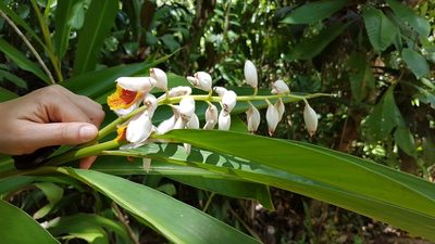 Alpinia zerumbet, photographed by anasacuta