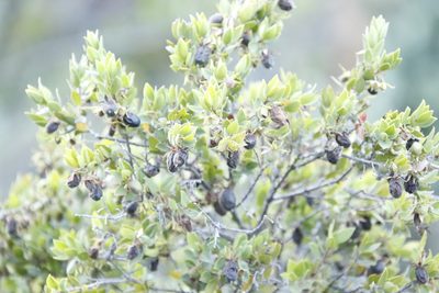 Diospyros glabra, photographed by Tony Rebelo