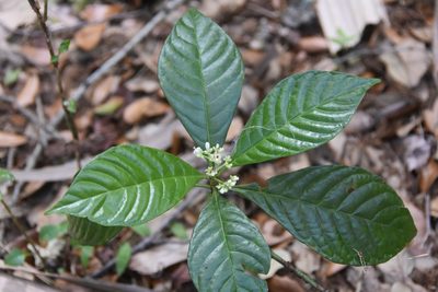 Psychotria nervosa, photographed by Jay Pruett