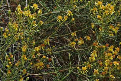 Senecio subulatus, photographed by Hugo Hulsberg