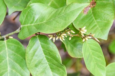 Dalbergia ecastaphyllum, photographed by Jay Pruett