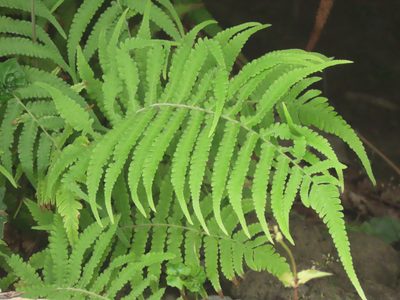 Christella parasitica